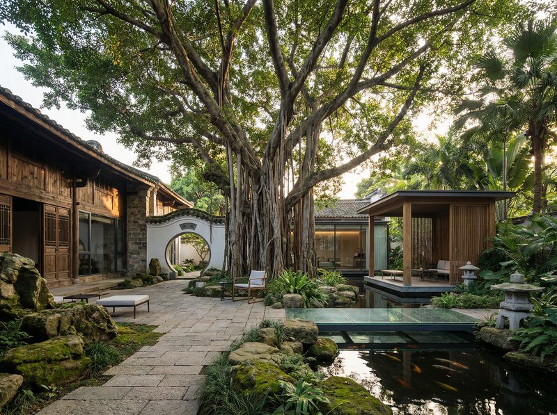 四虎视频古榕树纪录片视频